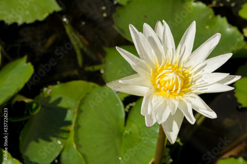 Closeup the White lotus flowers on green lotus leaf background