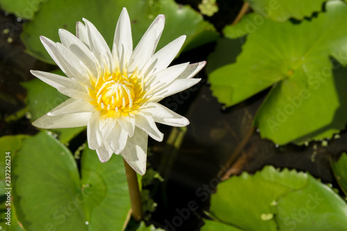 Closeup the White lotus flowers on green lotus leaf background