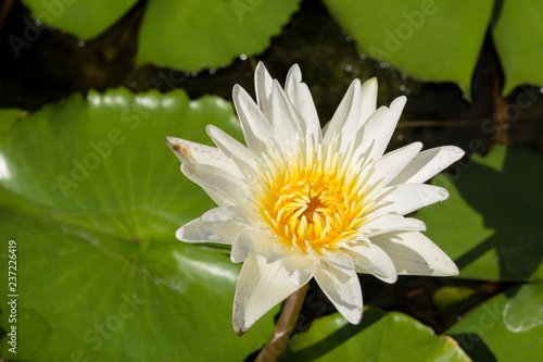 Closeup the White lotus flowers on green lotus leaf background