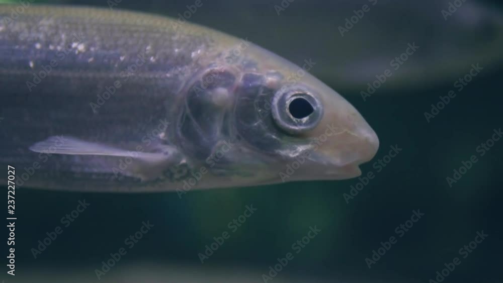 Close up fish swimming underwater in aquarium. Ichthyology, diving, snorkeling Close up fish swimming underwater in aquarium. Ichthyology, diving, snorkeling