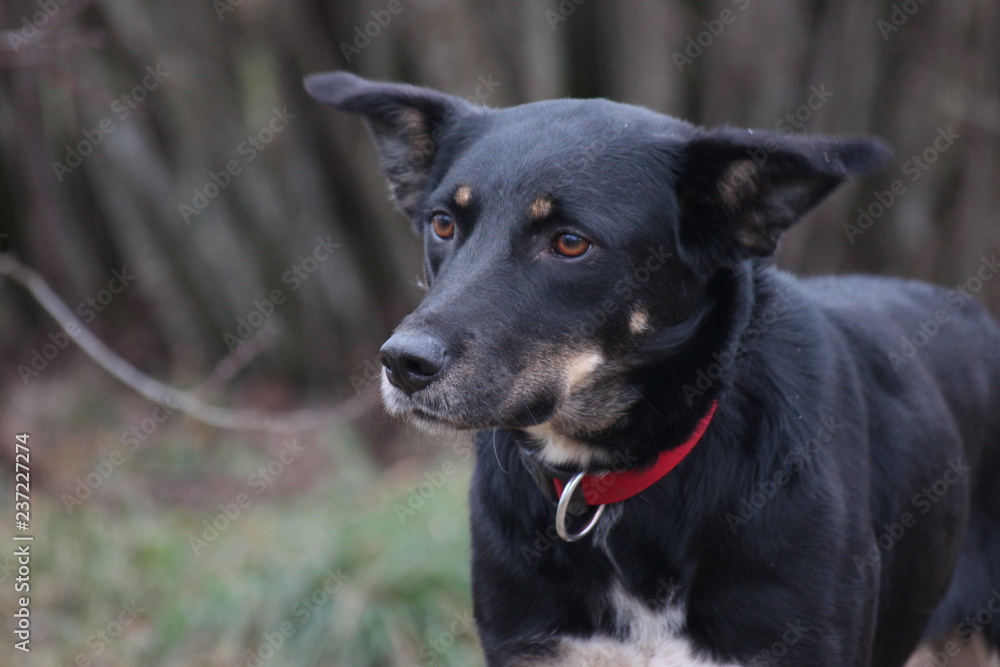 A dog with black hair and brown eyes looks up, sitting on the ground. Happy puppy, dedicated look A dog with black hair and brown eyes looks up, sitting on the ground. Happy puppy, dedicated look