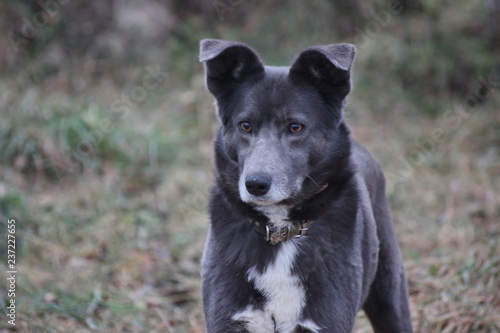 A dog with black hair and brown eyes looks up  sitting on the ground. Happy puppy  dedicated look