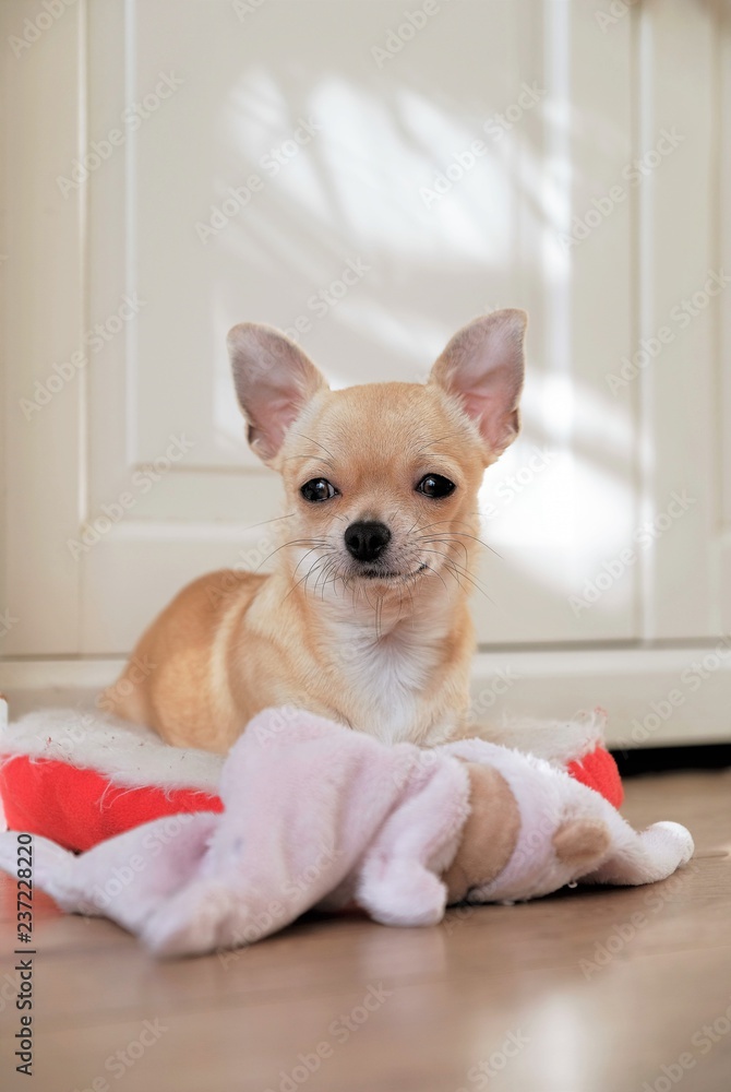 Closeup portrait of small funny beige mini chihuahua dog, puppy, white background Closeup portrait of small funny beige mini chihuahua dog, puppy, white background