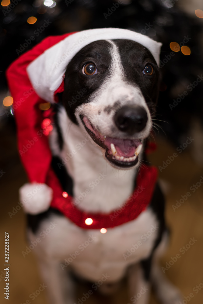 Black & White Lurcher Dog, wearing a santa hat, sat by a Christmas Tree, with blurred background Black & White Lurcher Dog, wearing a santa hat, sat by a Christmas Tree, with blurred background