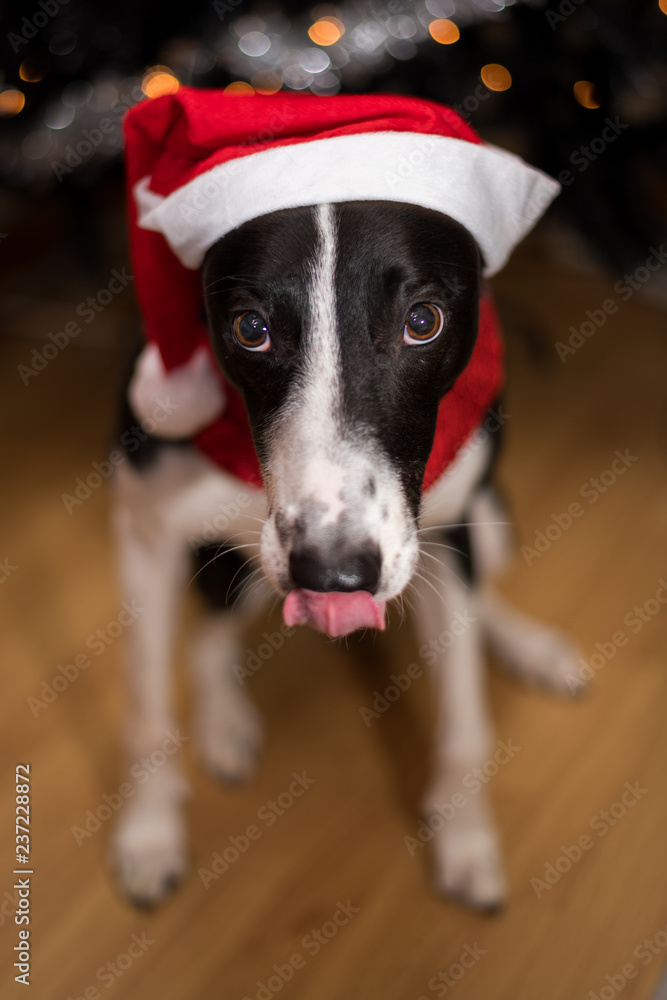 Black & White Lurcher Dog, wearing a santa hat, sat by a Christmas Tree, with blurred background