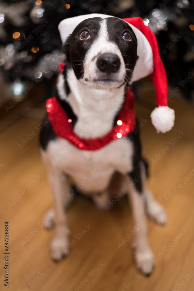Black & White Lurcher Dog, wearing a santa hat, sat by a Christmas Tree, with blurred background