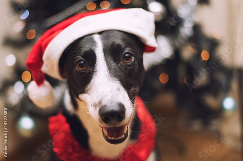 Black & White Lurcher Dog, wearing a santa hat, sat by a Christmas Tree, with blurred background photo
