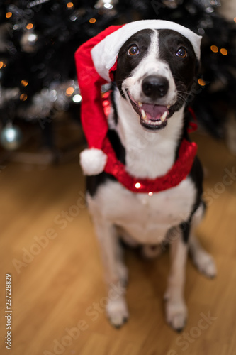 Black & White Lurcher Dog, wearing a santa hat, sat by a Christmas Tree, with blurred background © Stephen Davies