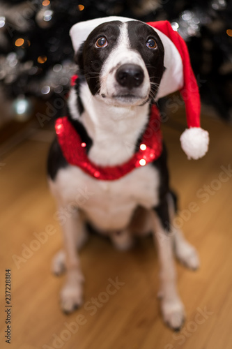 Black & White Lurcher Dog, wearing a santa hat, sat by a Christmas Tree, with blurred background