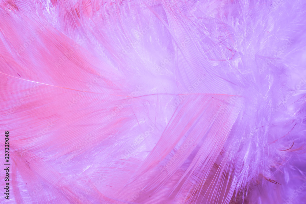 bright abstract background of pink gradient neon colors bird feathers for design