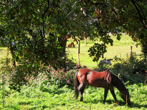 Fototapeta Naklejka Na Ścianę i Meble -  Brauner