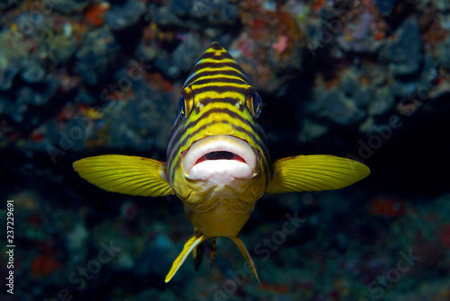 Oriental Sweetlips straight from the front photo