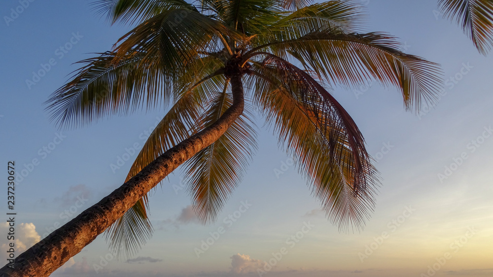 Fototapeta premium Martinique is a nice caribbean island