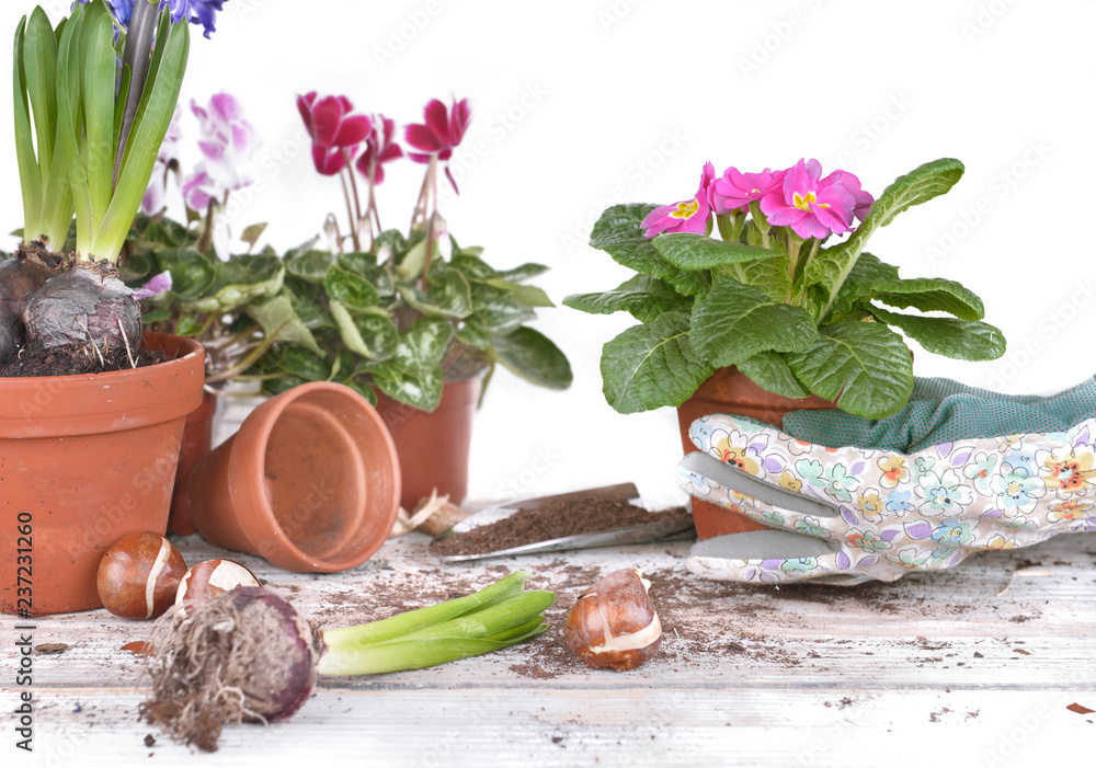 springtime flowerpot held by hands of gardener above a garden table 