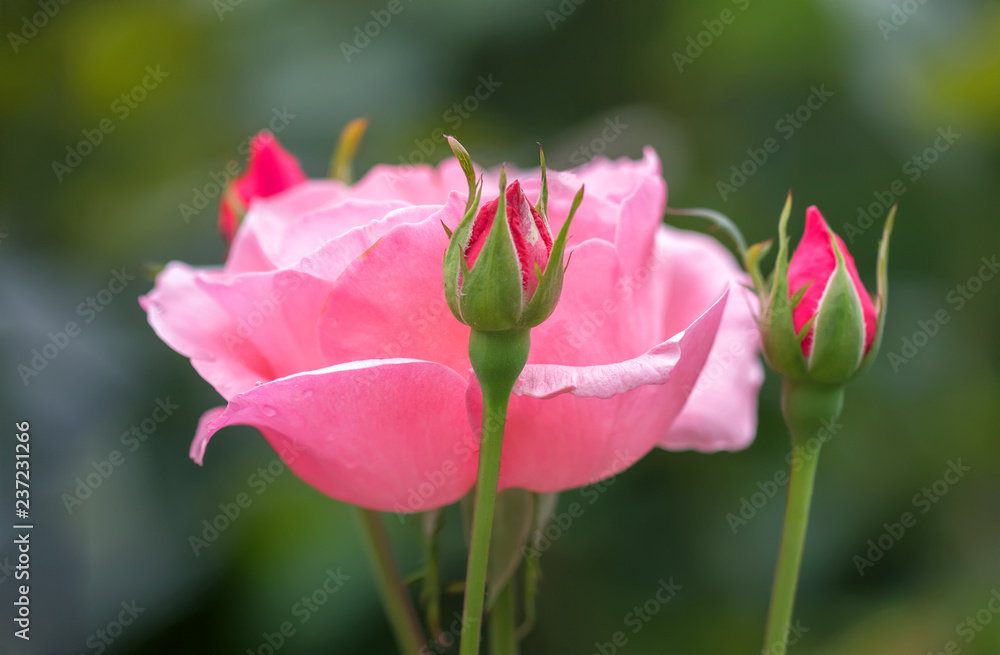 Pink rose in the garden.