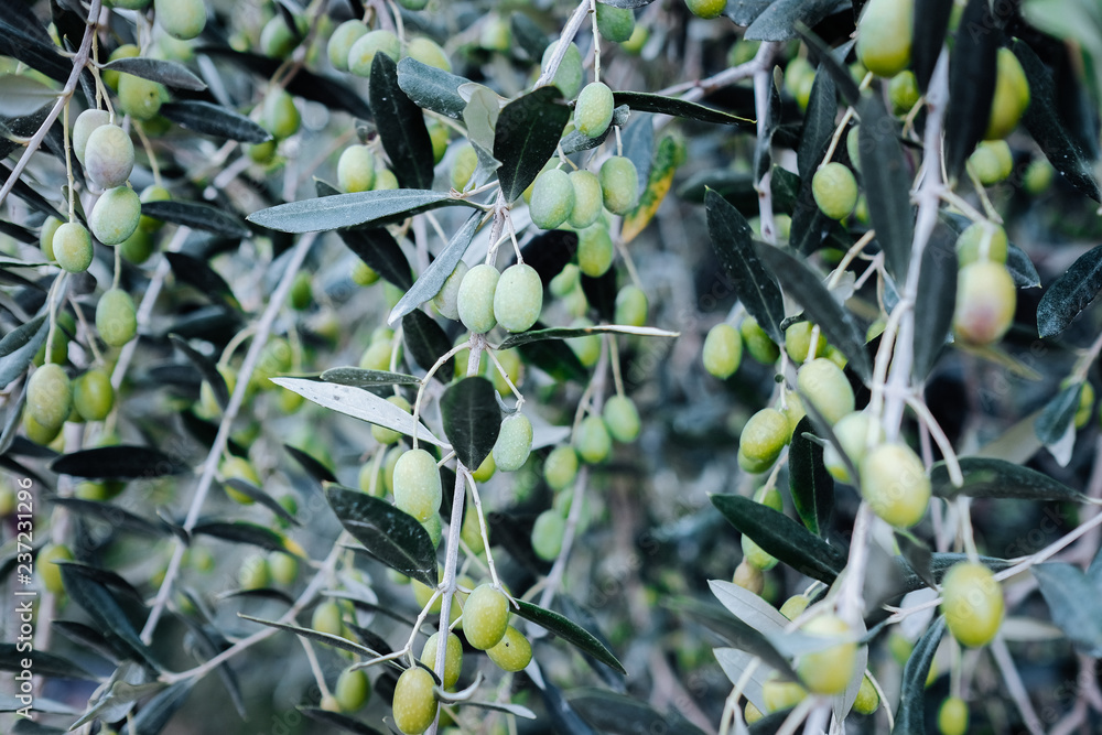 Mediterranean olive tree branches with ripe olives Mediterranean olive tree branches with ripe olives