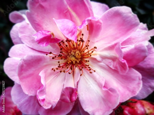 pink Rose 