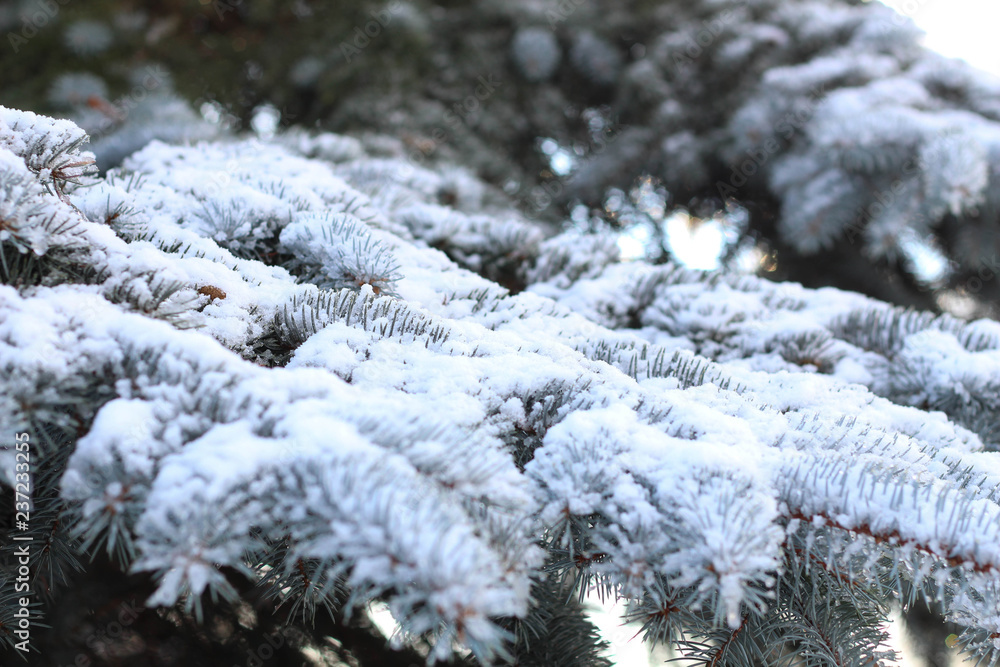 Frozen fir branches. Winter scene. Christmas decoration. White  