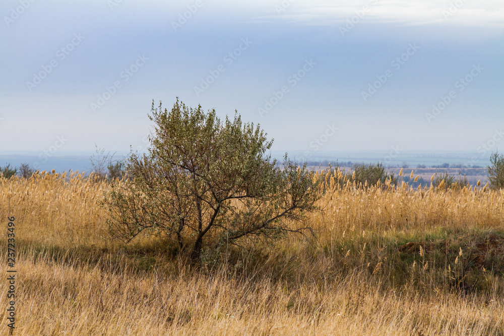 Autumn Tavrian steppe