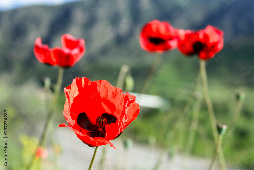 Obraz premium Poppy under the sun