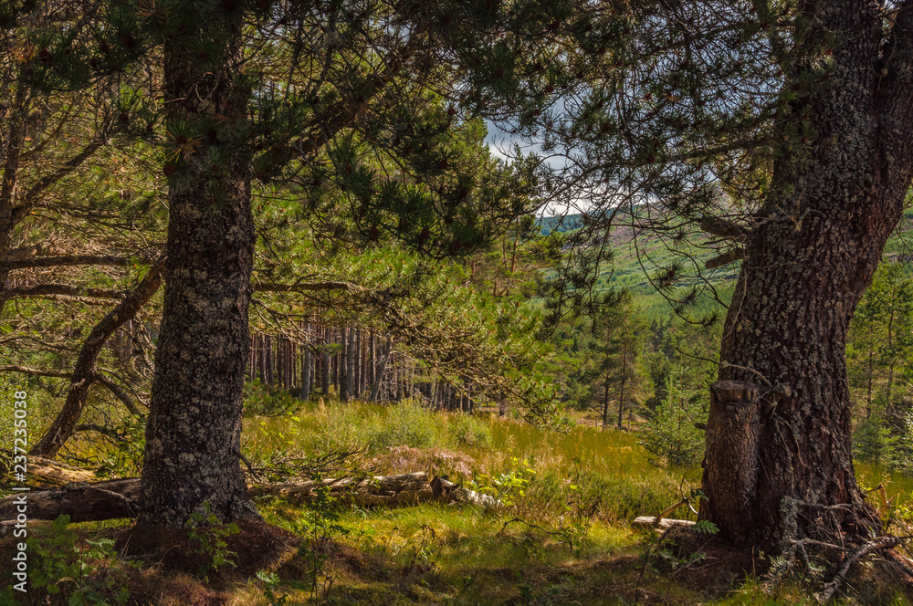 forest in autumn