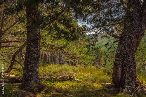 forest in autumn