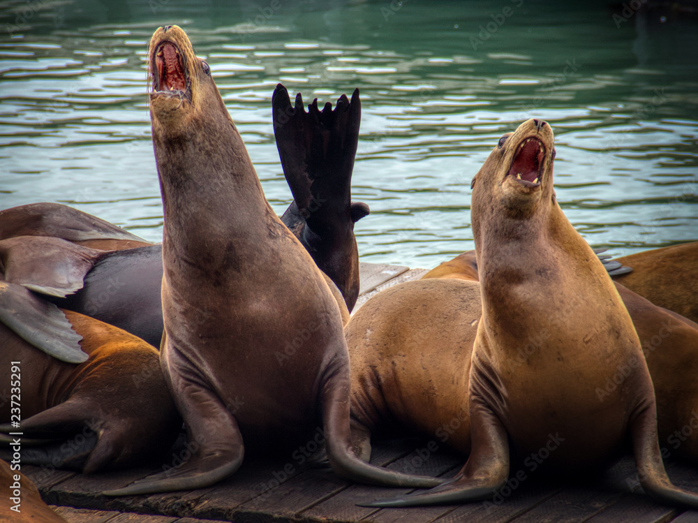 Fototapeta premium Barking sea lions at Pier 39