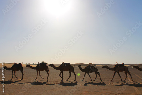 Kamel Karawane in der Sahara