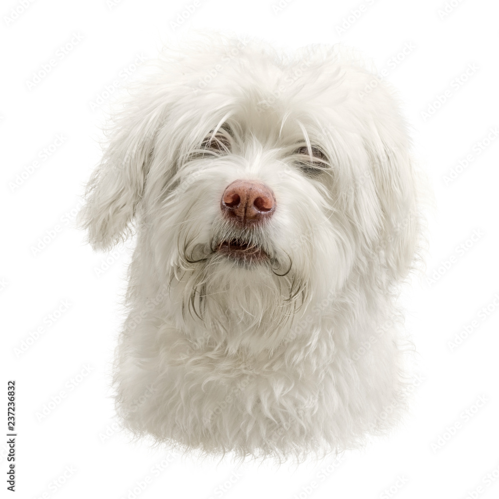 The Dog Face The Dog Face