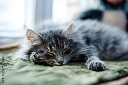 cat lying on a bed