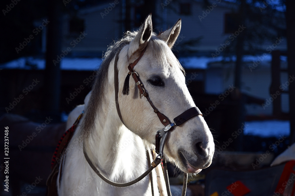 White horse head portrait in winter on dark background in nature White horse head portrait in winter on dark background in nature