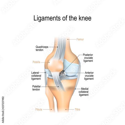 Ligaments of the knee