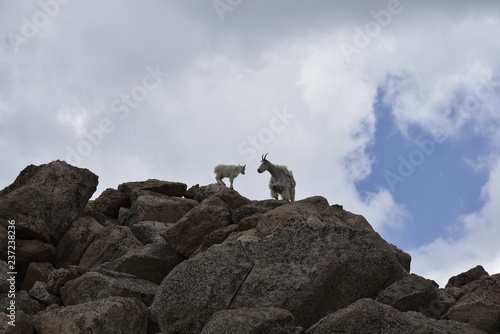 mountain goat and baby on top of mountain
