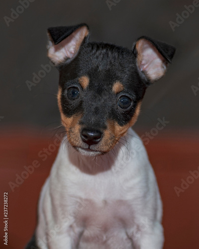 portrait head shot of a six week old toy fox terrier female puppy on a rust and grey blurred background photo