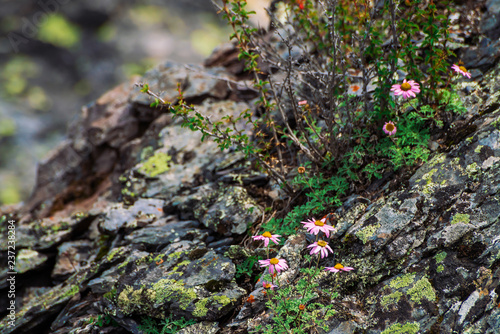 Aster Alpinus grows on rocks among stones. Amazing pink flowers with yellow center. Alpine Asters on cliff close up. Vegetation of highlands. Beautiful mountain flora with copy space. Wonderful plants