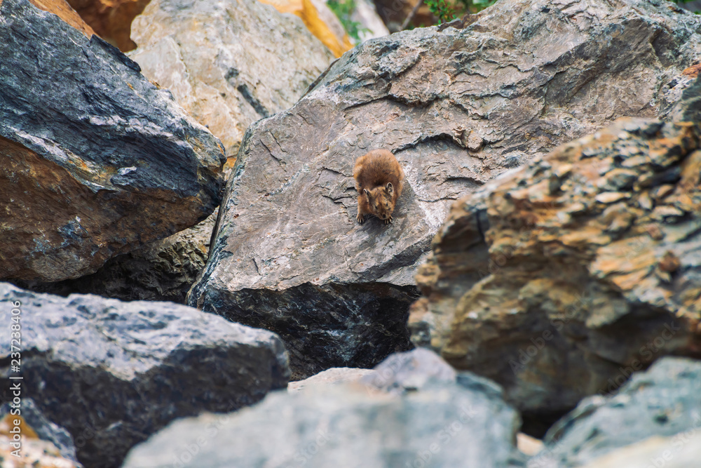 Pika rodent on stones in highlands. Small curious animal on colorful rocky hill. Little fluffy cute mammal on picturesque boulders in mountains. Small mouse with big ears. Little nimble pika.