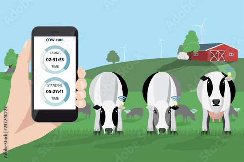 Control of a herd of cows on a dairy farm by mobile application. Smart farming. 