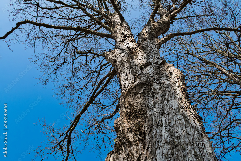 Obraz premium Silhouette of a tree crown with blue sky. Beautiful close-up of a sunlit rough trunk. Gray bark. Bare branches of deciduous treetops in sunny spring nature. Optimistic natural background. Bottom view.