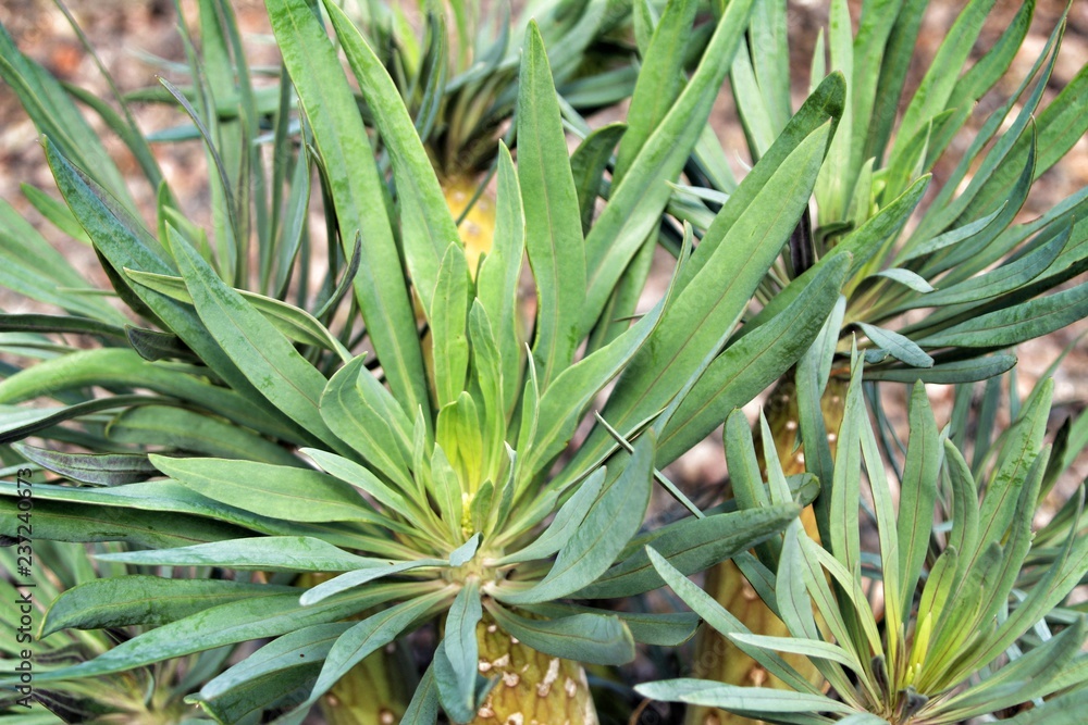 Senecio Kleinia plant in the garden Senecio Kleinia plant in the garden