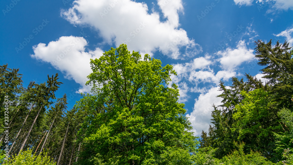 Fresh green treetop of oak in a spring forest or park. Quercus robur. Beautiful tree crowns under bright blue sky with white clouds. Natural background of lush vegetation in sunlight. View from below.