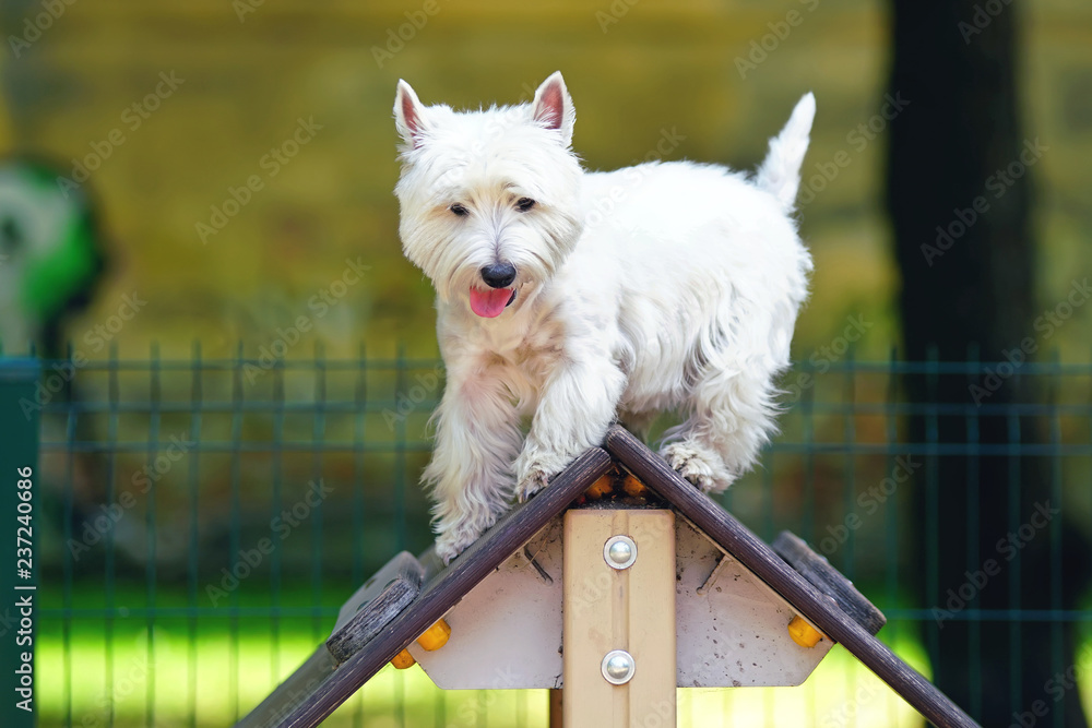 Westie agility hot sale