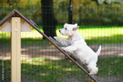 Fototapeta Naklejka Na Ścianę i Meble -  Playful West Highland White Terrier dog walking up on an A-frame agility ramp in a city dog park in summer