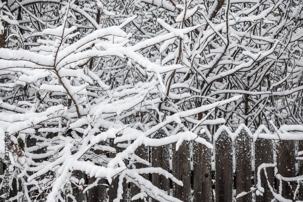 Obraz premium Old wooden fence. Snow on the branches of a tree