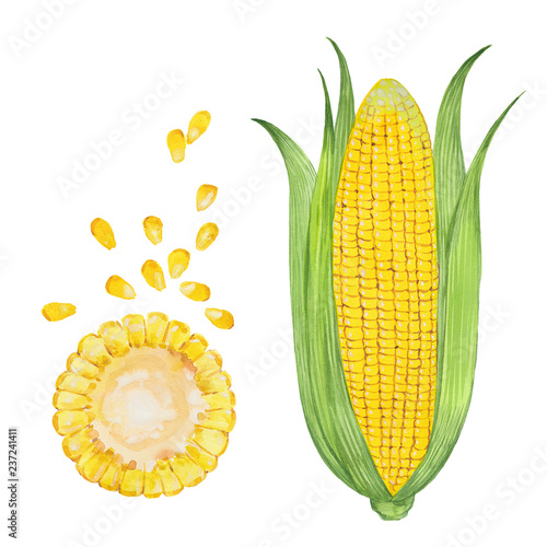 watercolor illustration of corn