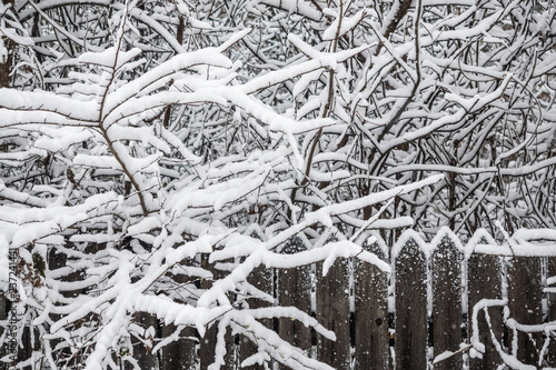 Old wooden fence. Snow on the branches of a tree