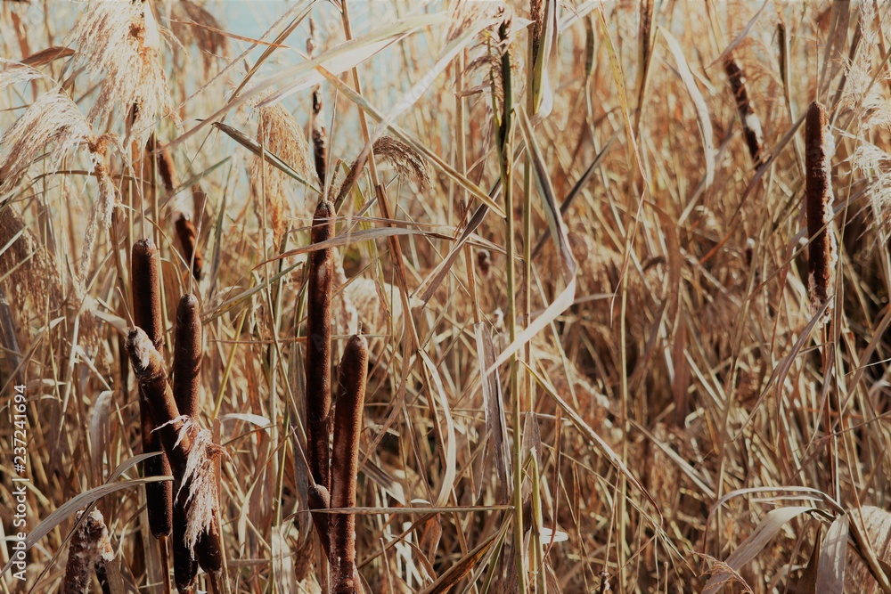 Fototapeta premium Schilf im Sonnenschein