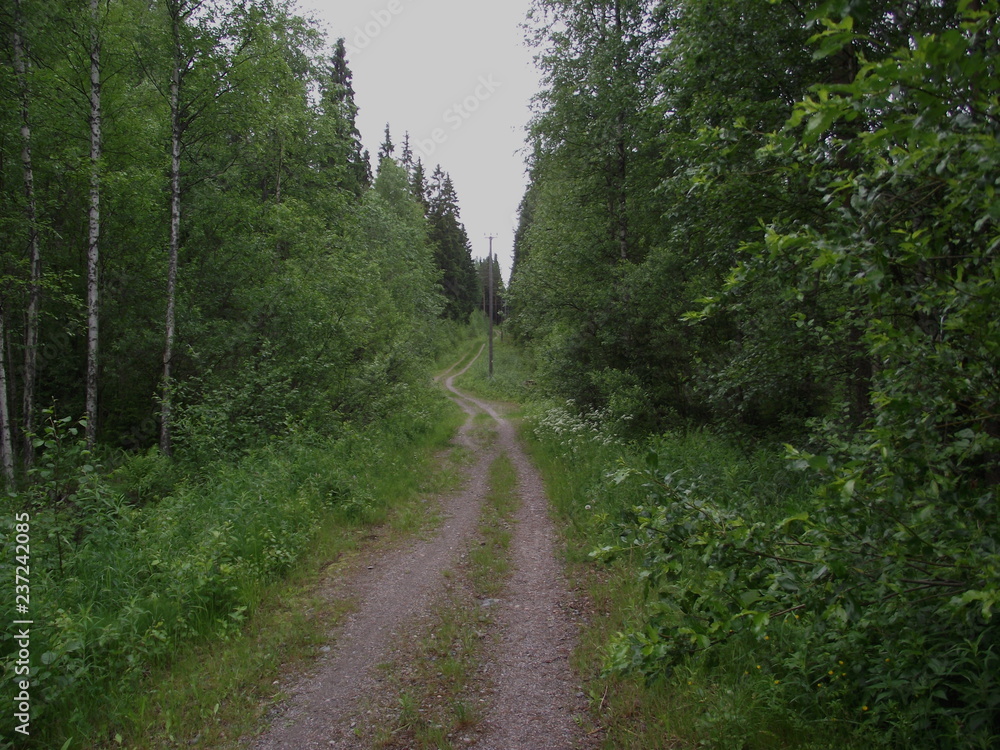 Obraz premium road in the forest