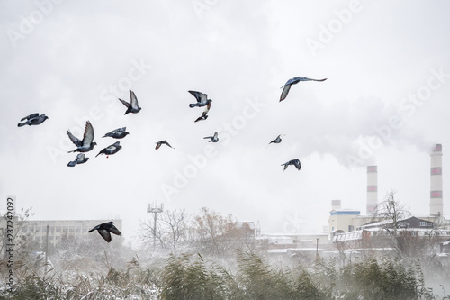 A flock of birds flies across the sky. Pipes from the factory emit a lot of smoke