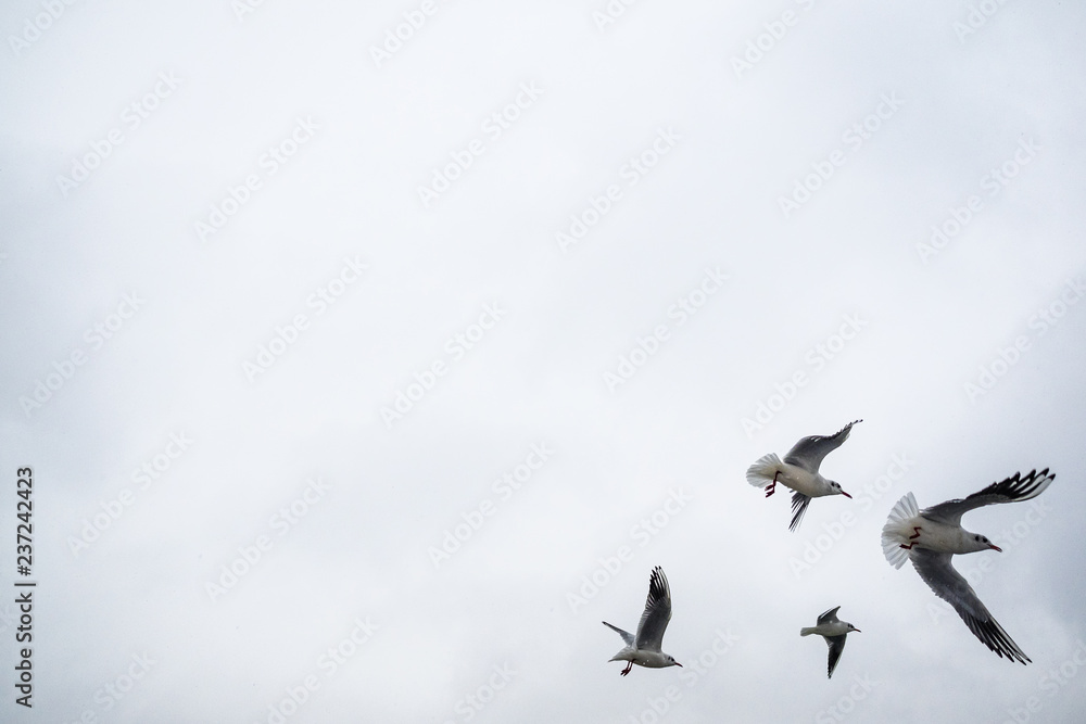 Fototapeta premium Gulls fly over the lake. It is snowing, winter has come