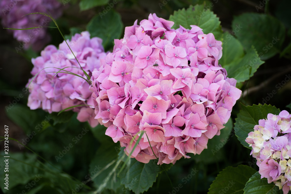 Flor de la hortensia foto de Stock | Adobe Stock